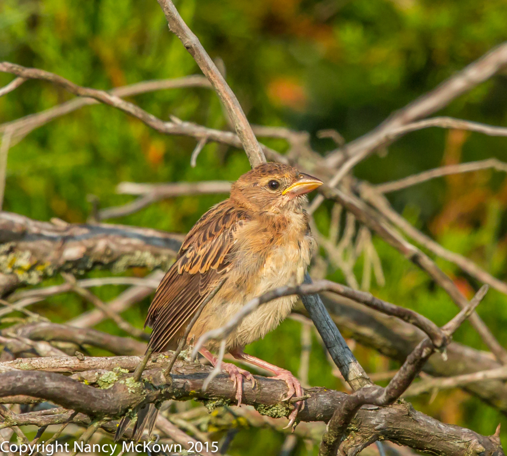 Photo of Fledging Dickcissel