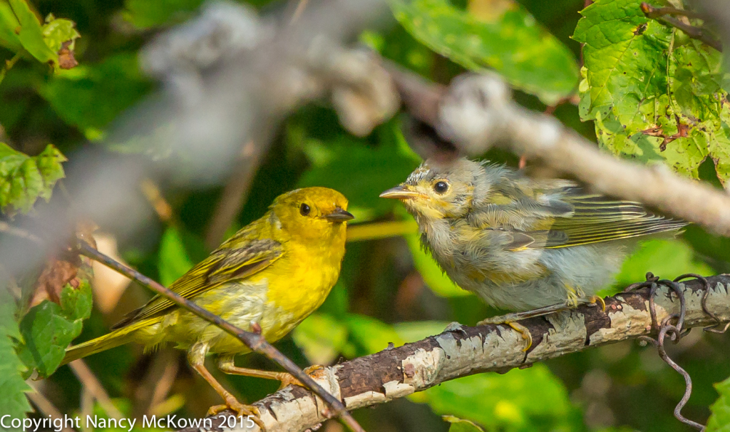 Photo of Parent and Young Yellow Warbling