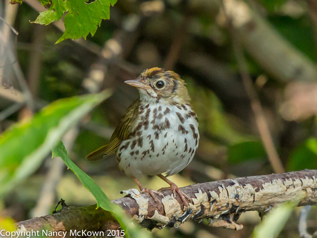 Photo of Oven Bird Warbler