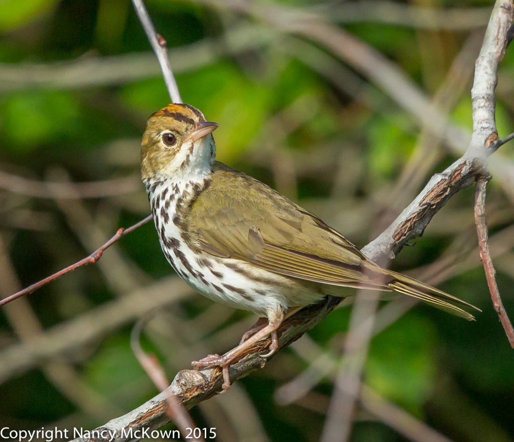 Photo of Oven Bird Warbler