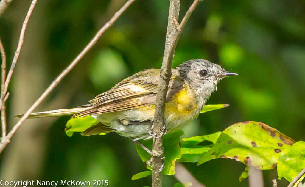 Photo of Fledging Female American Redstart Warbler