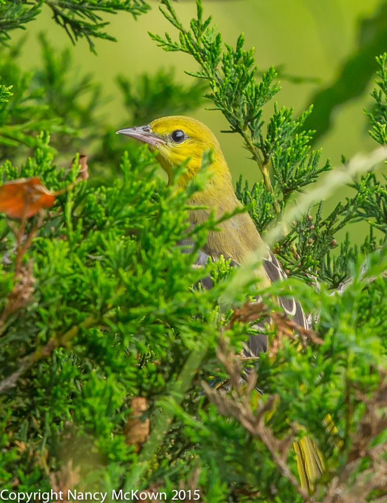 Photo of Immature Orchard Oriole