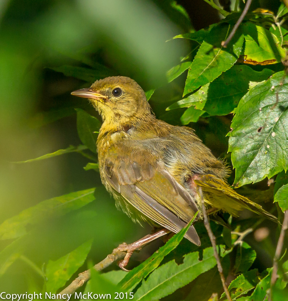 Photo of Common Yellowthroat