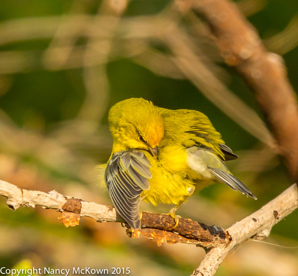 Photo of Blue Winged Warbler, Preening