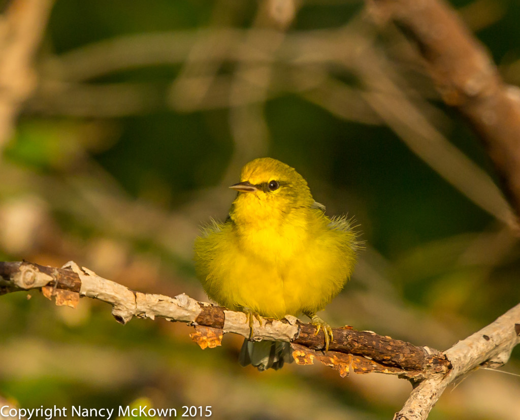 Photo of Blue Winged Warbler