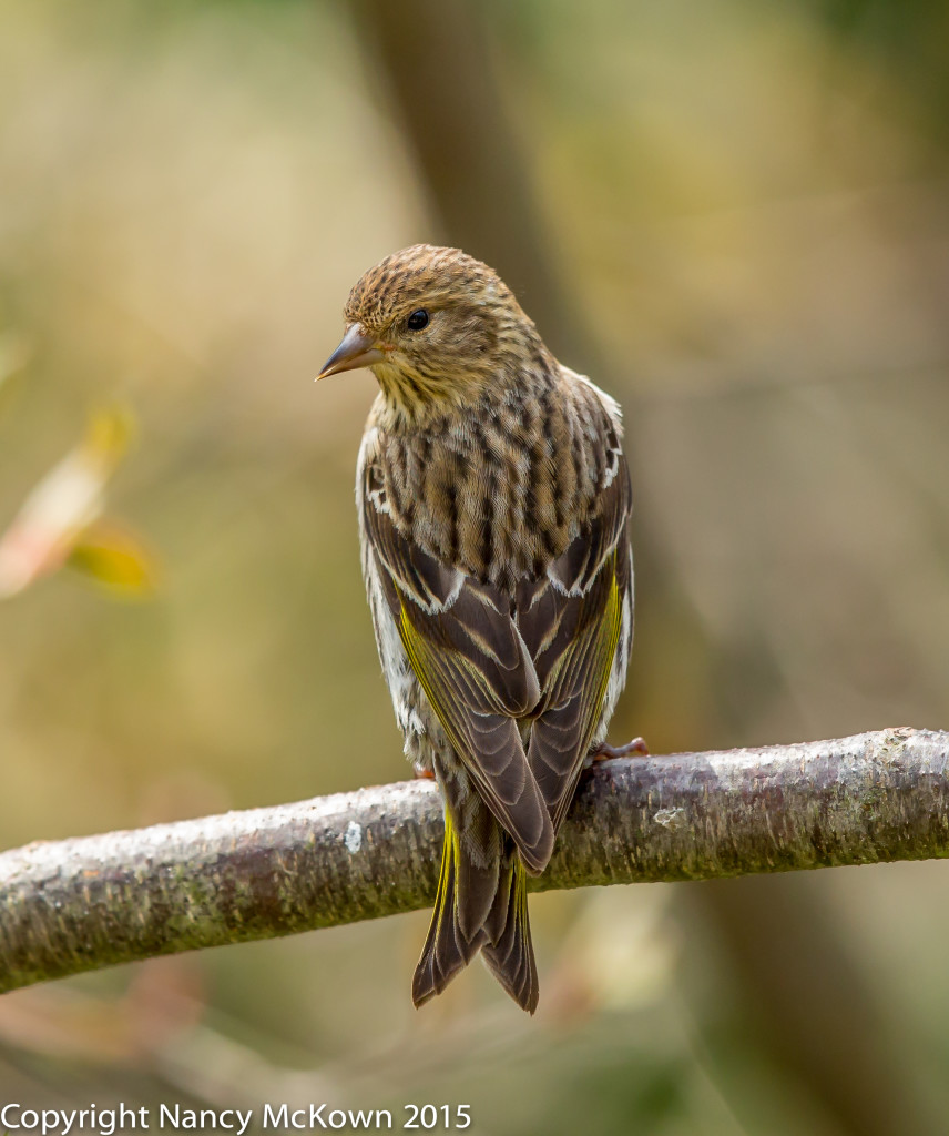 Photo of Pine Siskin