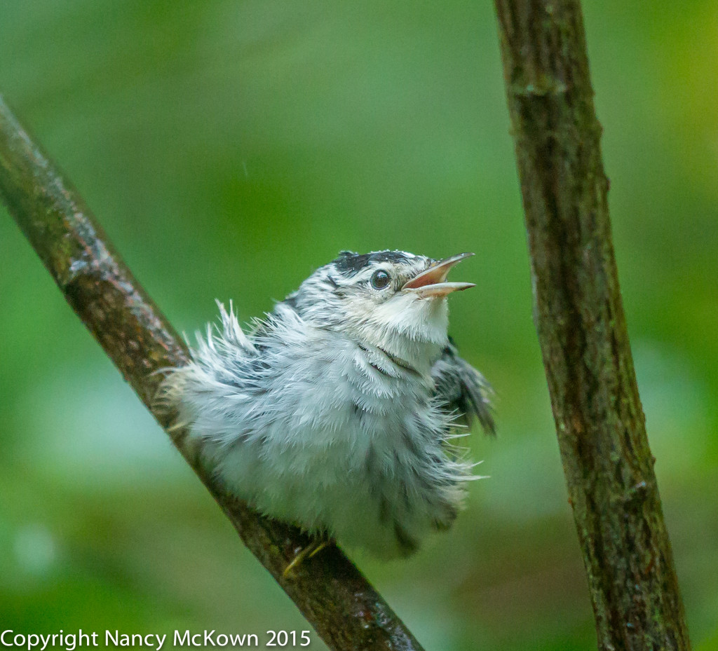 Photo of Black and White Warbler