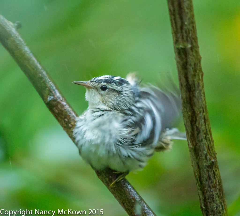 Photo of Black and White Warbler