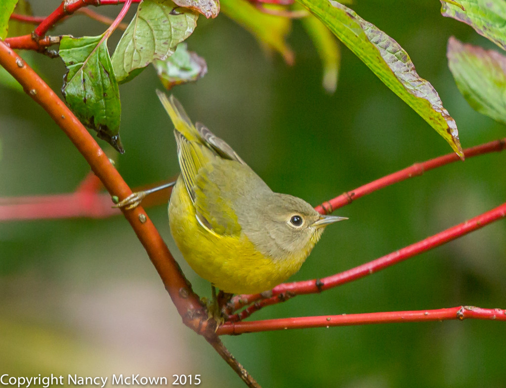 Photo of Nashville Warbler