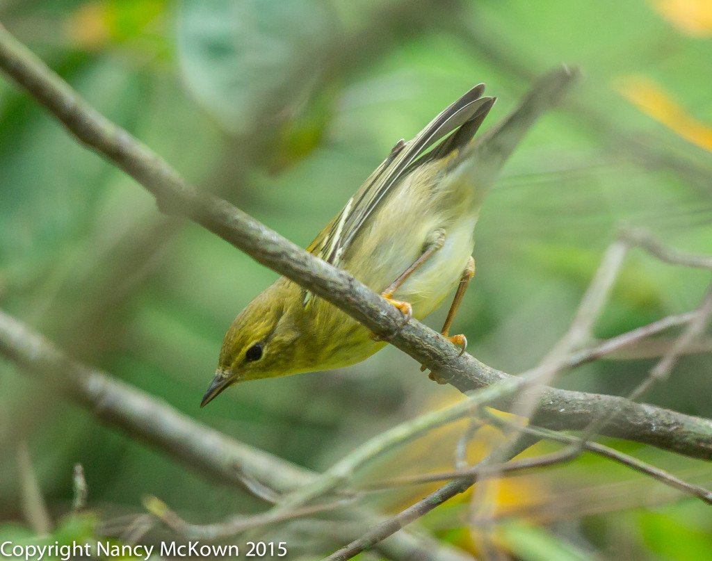 Photo of Blackpoll Warbler