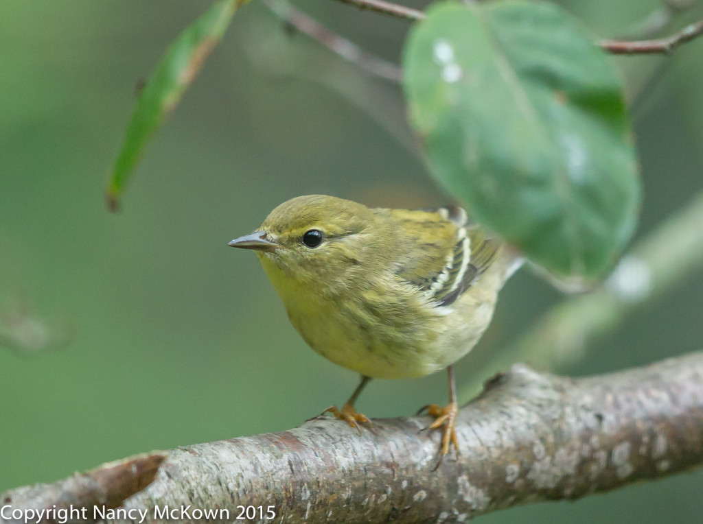 Photo of Blackpoll Warbler