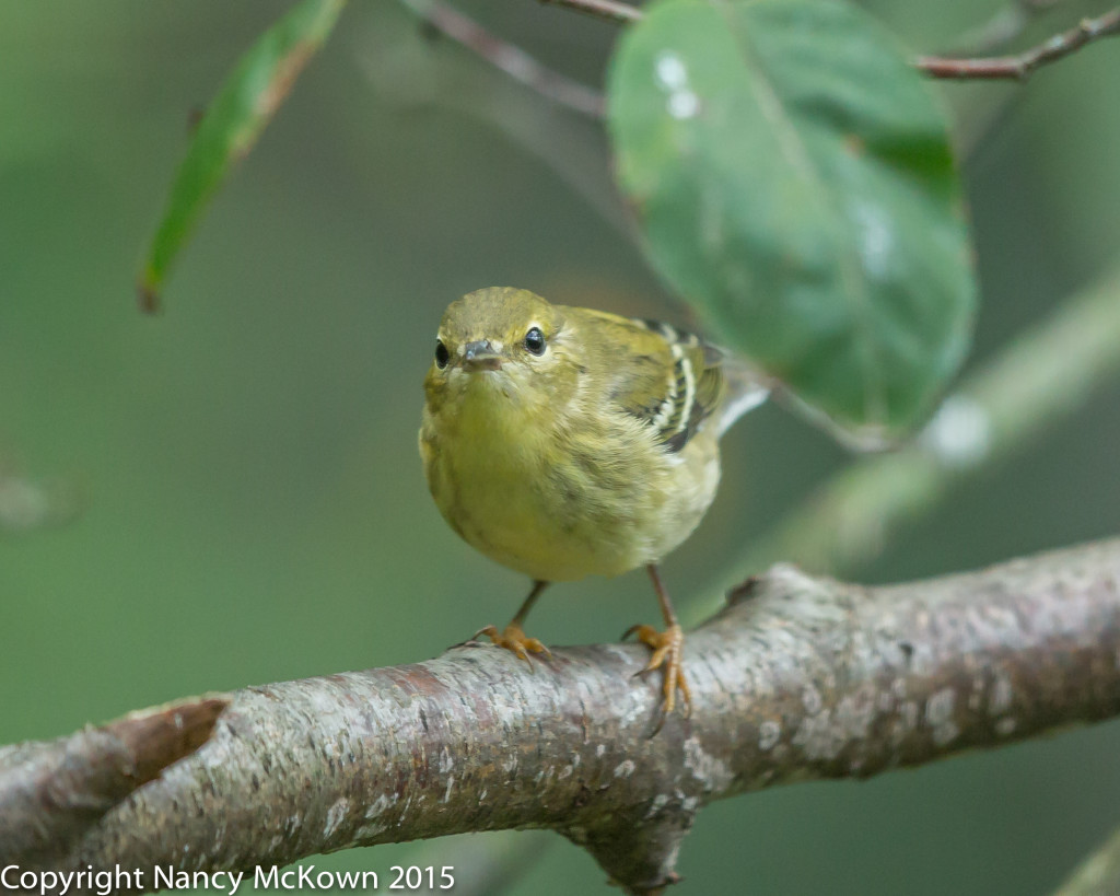 Photo of Blackpoll Warbler