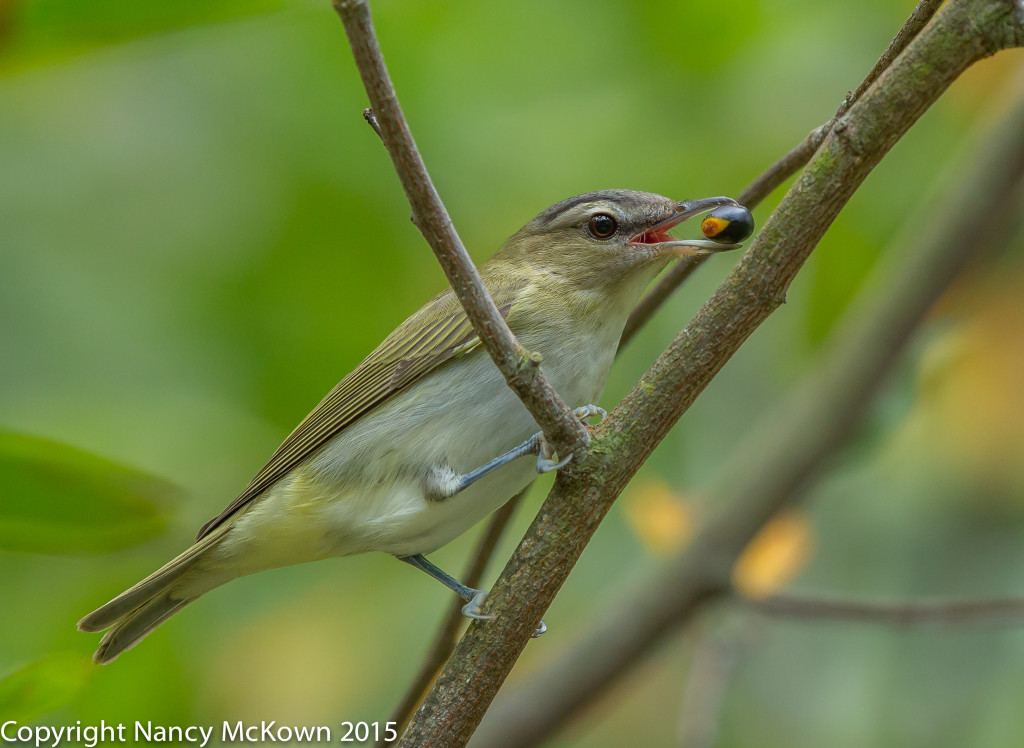 Photo of Red Eyed Vireo
