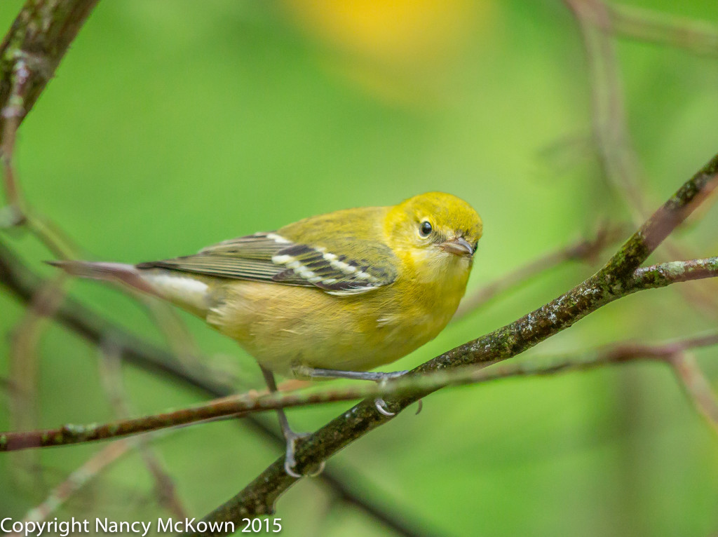 Photo of Bay Breasted Warbler