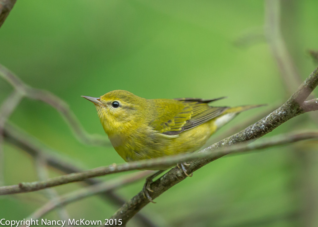 Tennessee Warbler