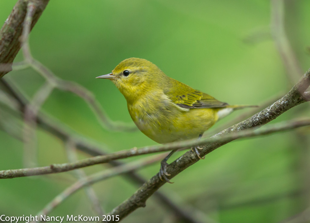 Photo of Tennessee Warbler