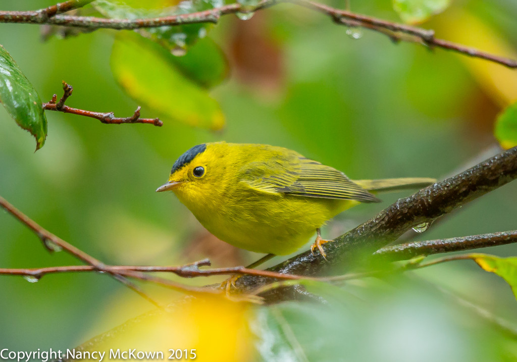 Photo of Wilson's Warbler