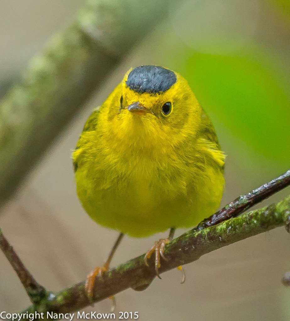 Photo of Wilson's Warbler