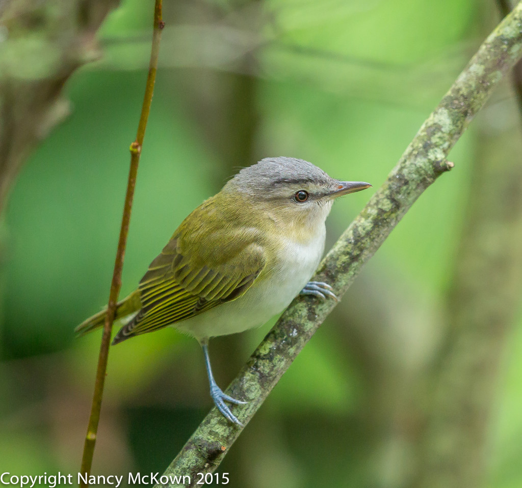 Photo of Red Eyed Vireo
