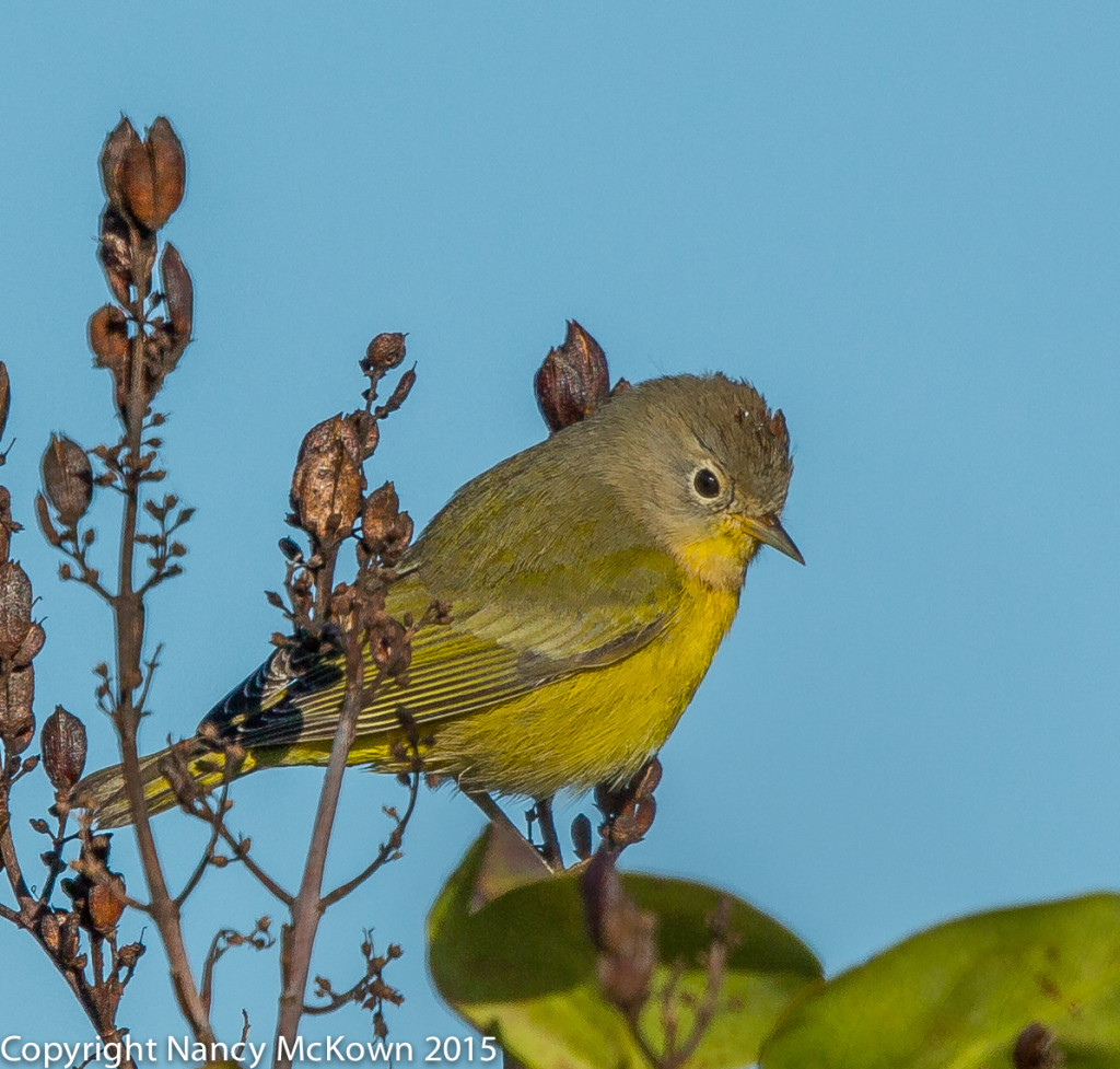 Photo of Nashville Warbler