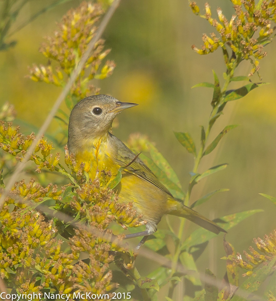 Photo of Nashville Warbler