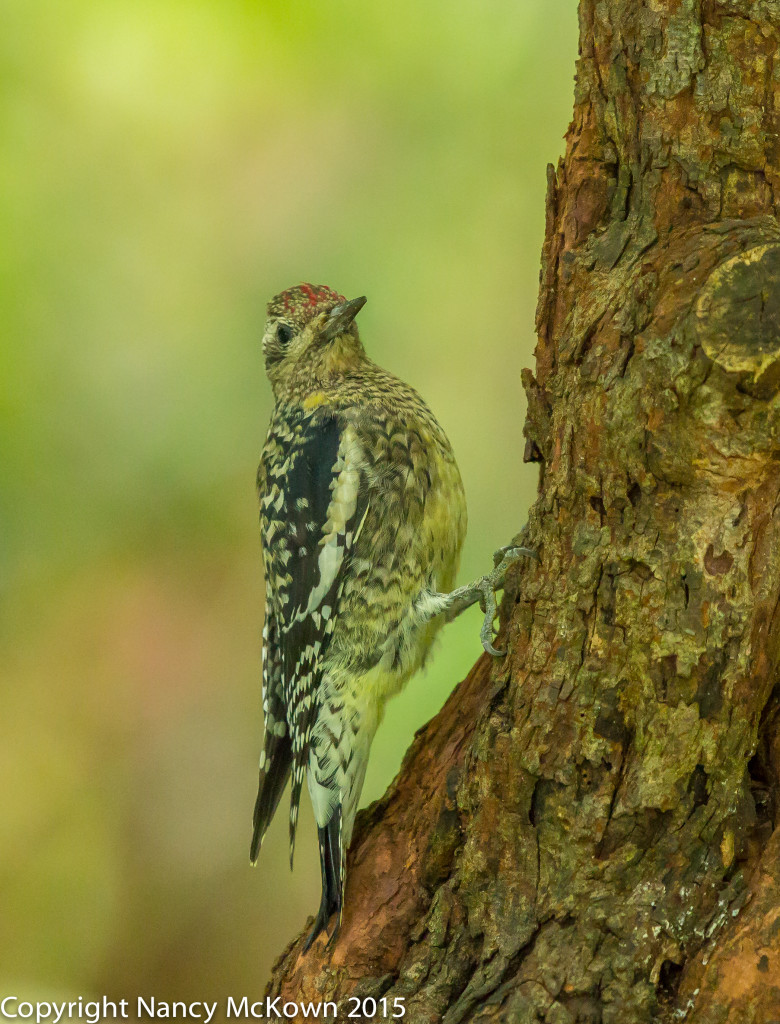 Photo of Yellow Bellied Sapsucker