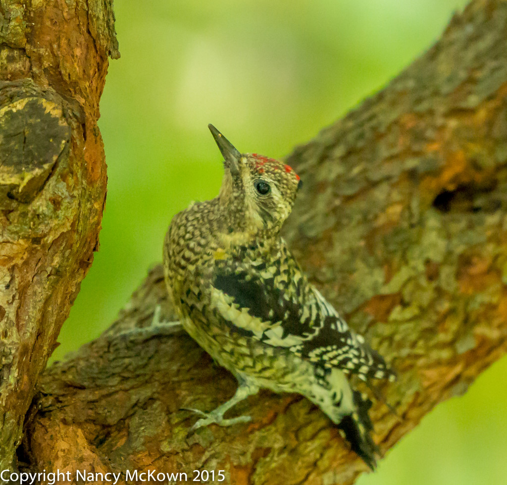 Photo of Yellow Bellied Sapsucker