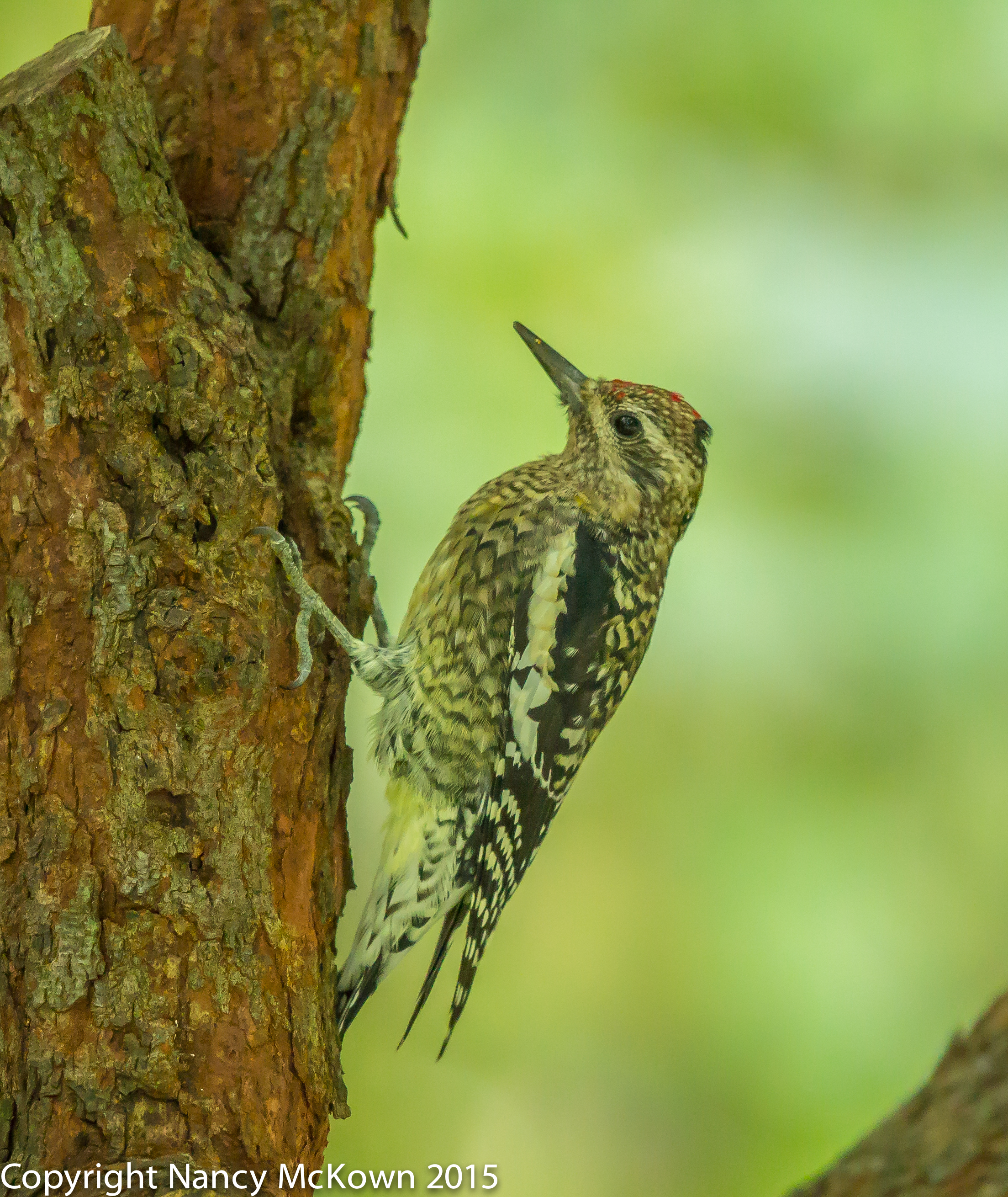 Photographing A Yellow Bellied Sapsucker And Thoughts About Low Light 