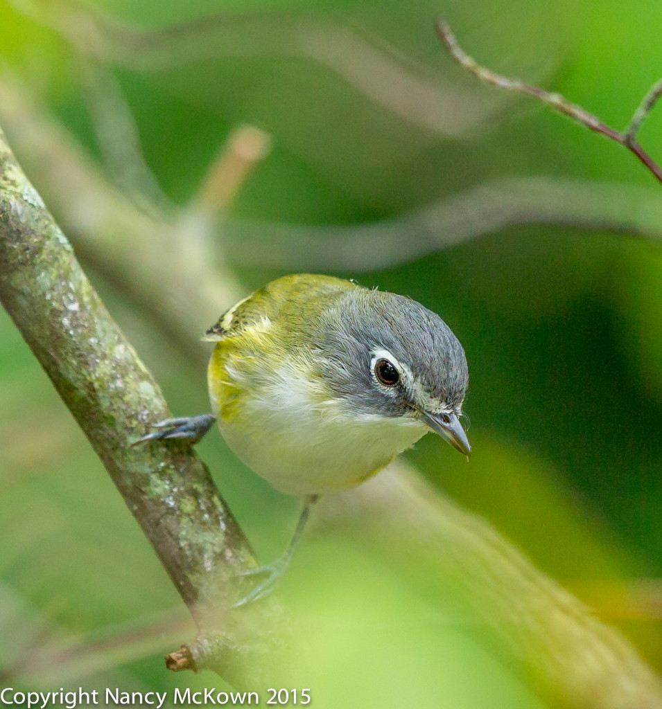 Photo of Blue Headed Vireo