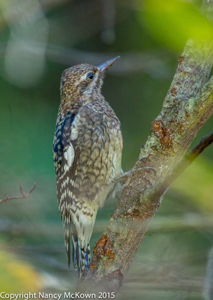 Yellowed Belled Sapsucker