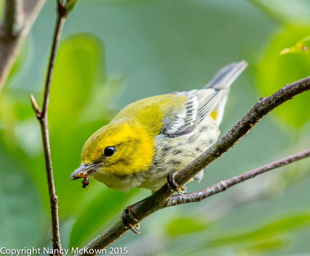 Photo of Black Throated Green Warbler