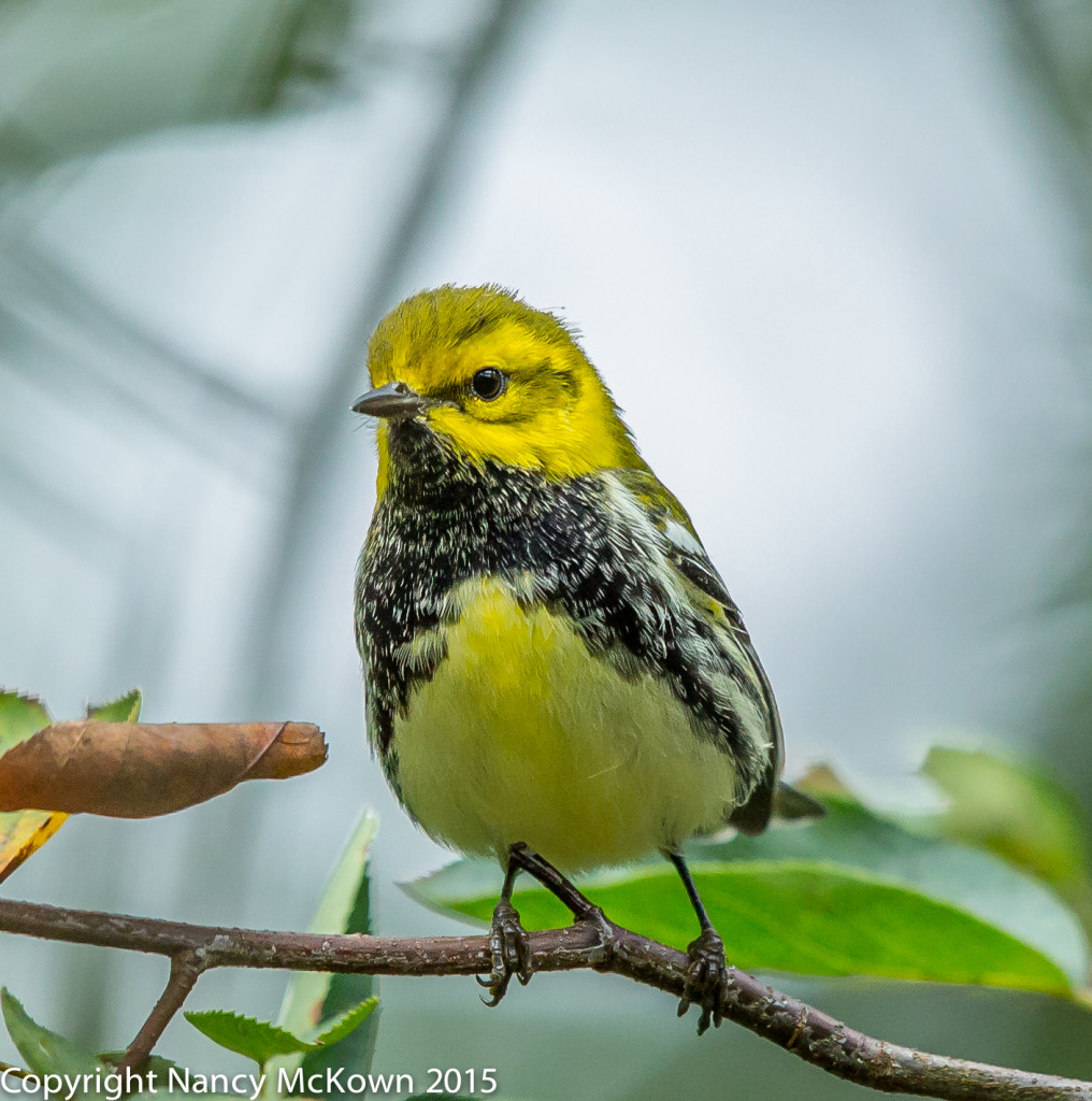 Photo of Black Throated Green Warbler