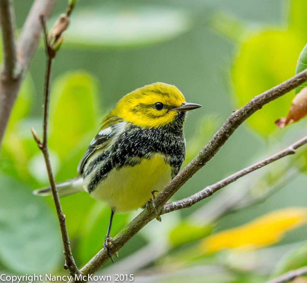 Photo of Black Throated Green Warbler