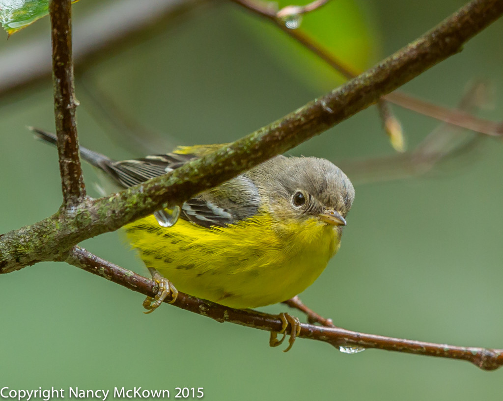 Photo of Magnolia Warbler