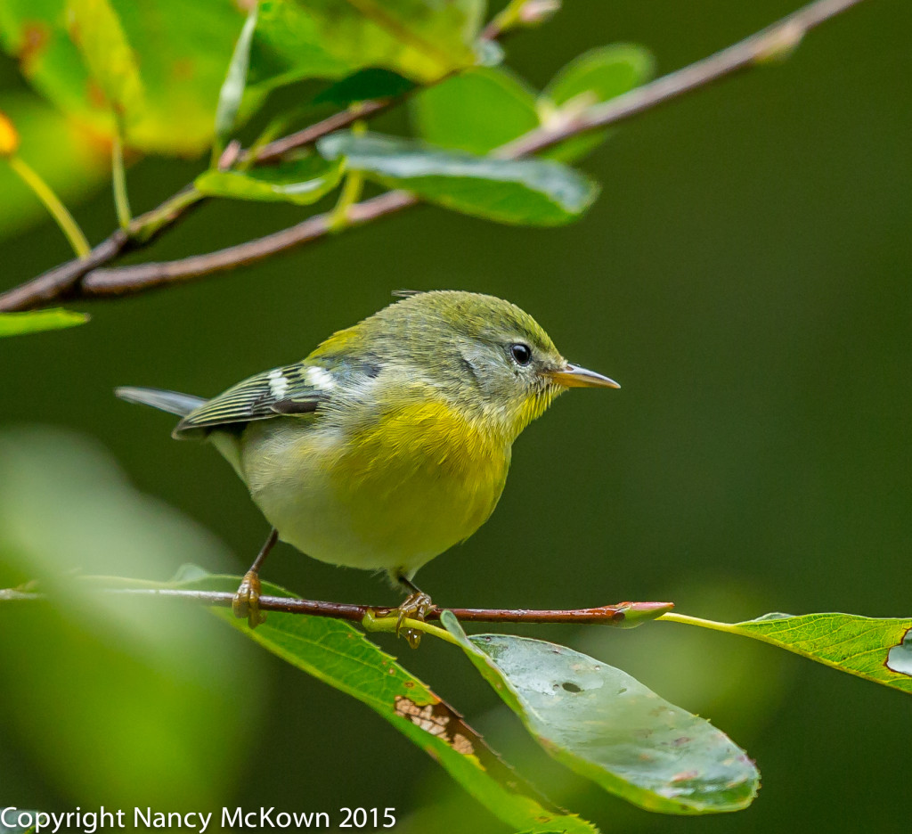 Photo of Magnolia Warbler