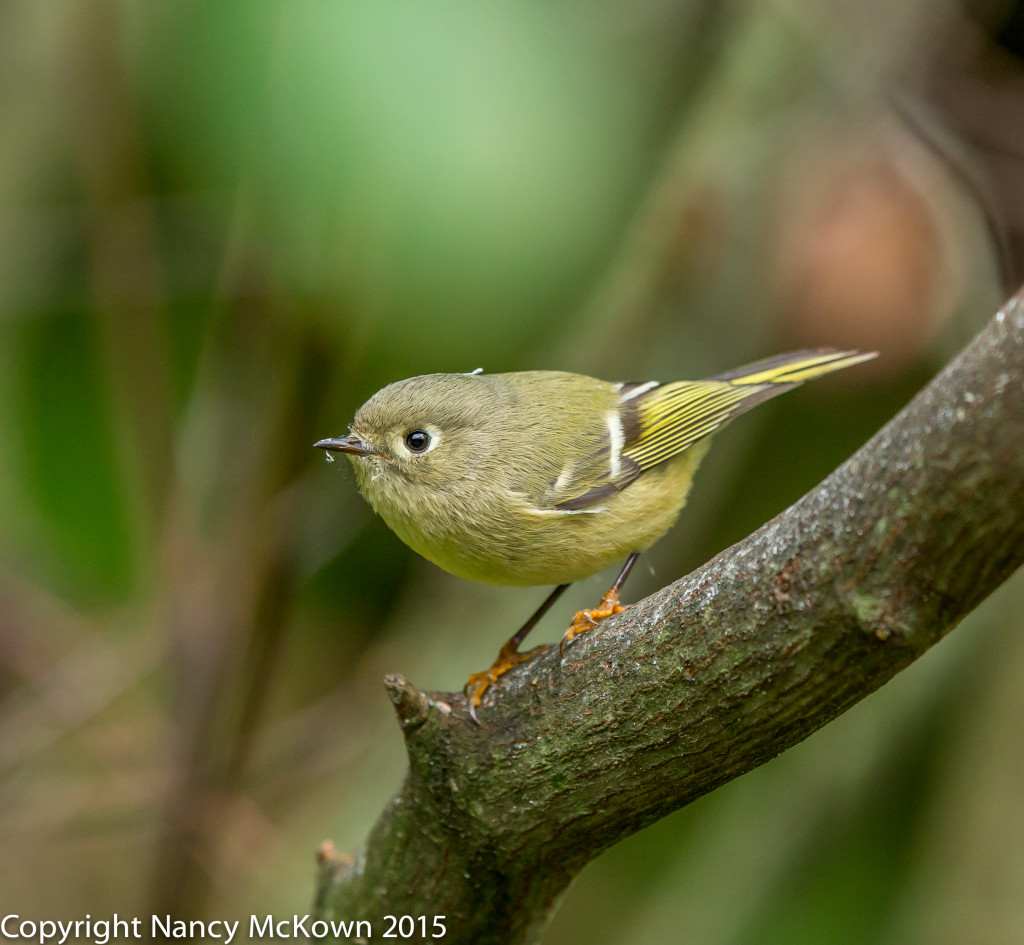 Photo of Ruby Crowned Kinglet