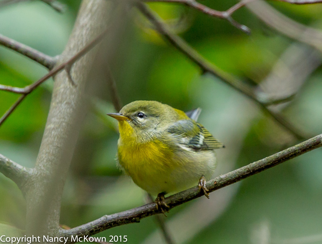 Photo of Northern Parula Warbler