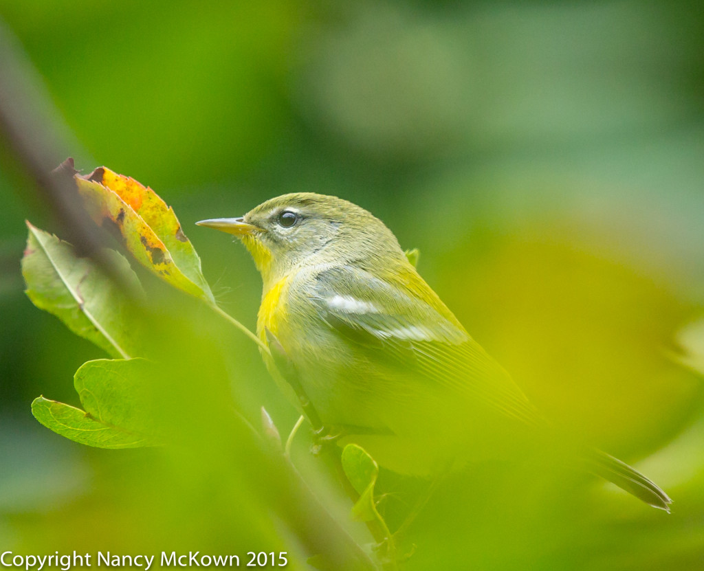 Photo of Northern Parula Warbler