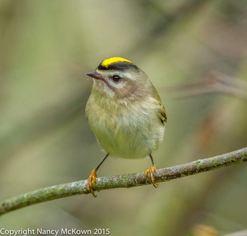 Photo of Gold Crowned Kinglet