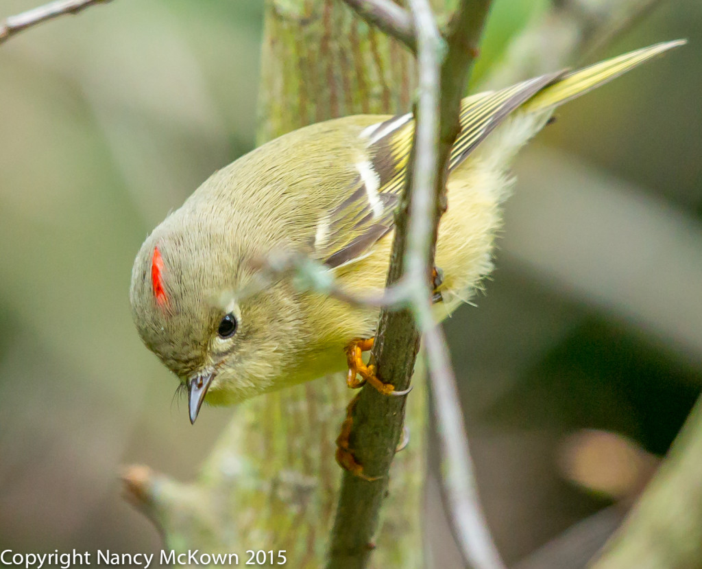 Photo of Ruby Crowned Kinglet