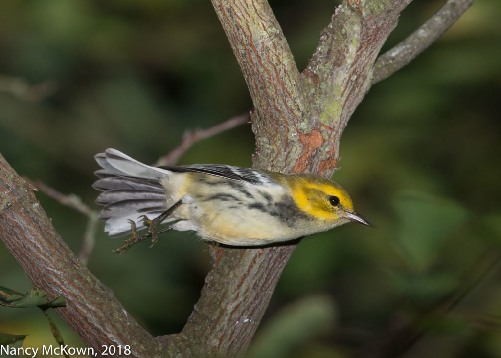 Black Throated Green Warbler