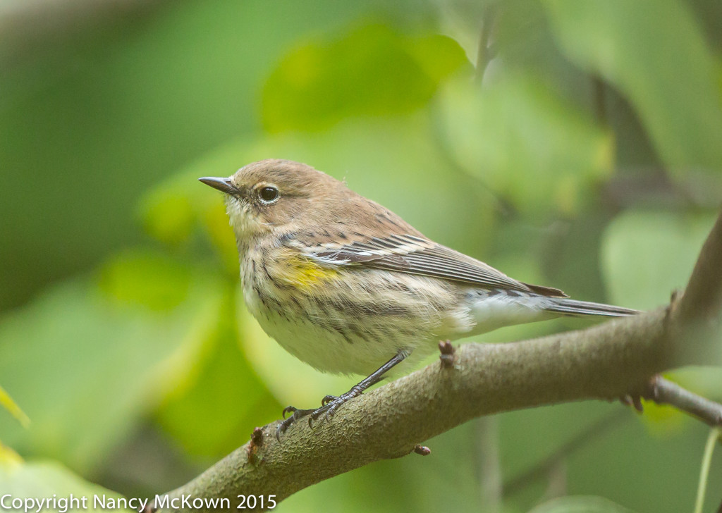 Yellow Rumped Warbler