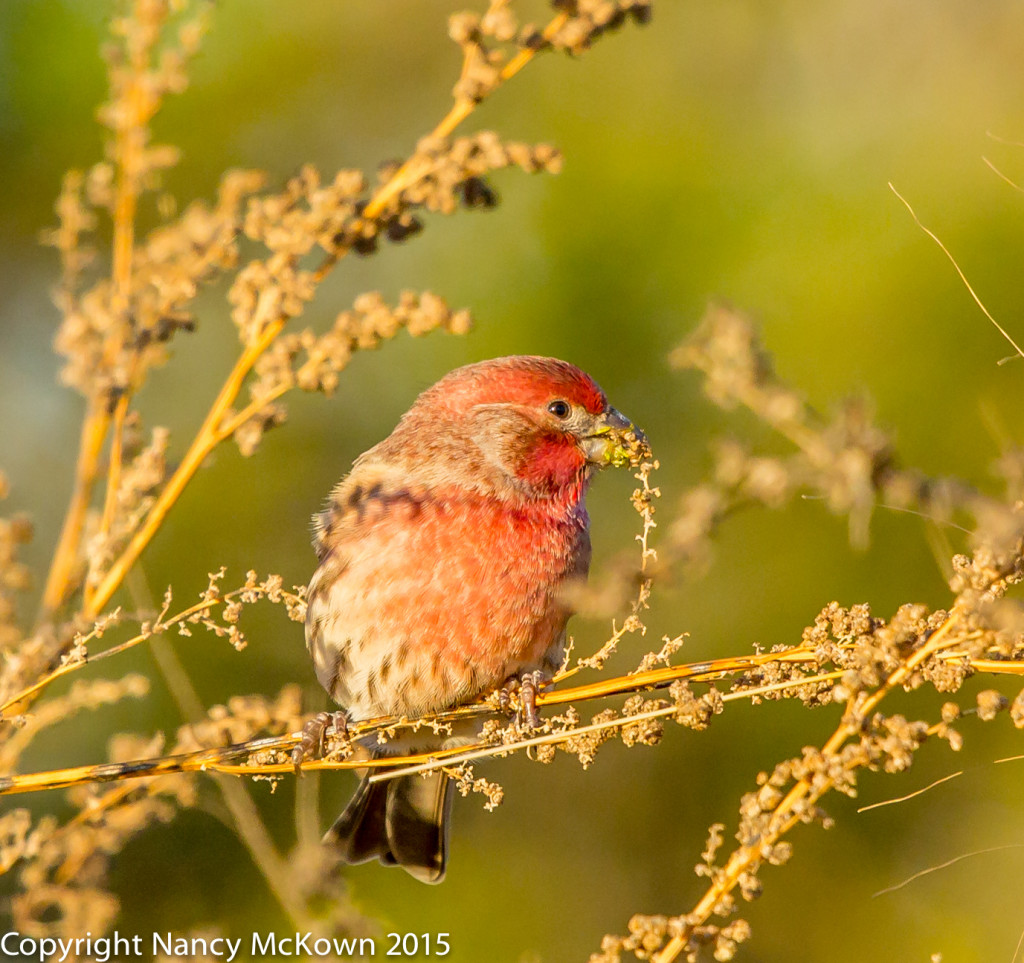 Photo of Male House Finch