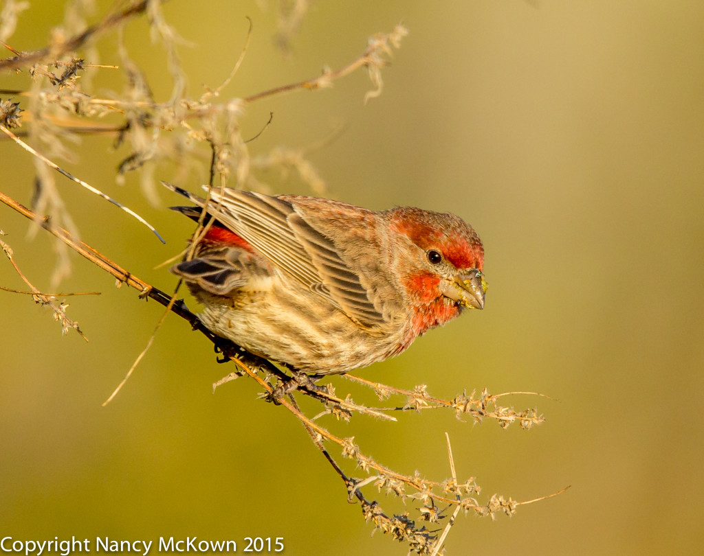 Photo of House Finch