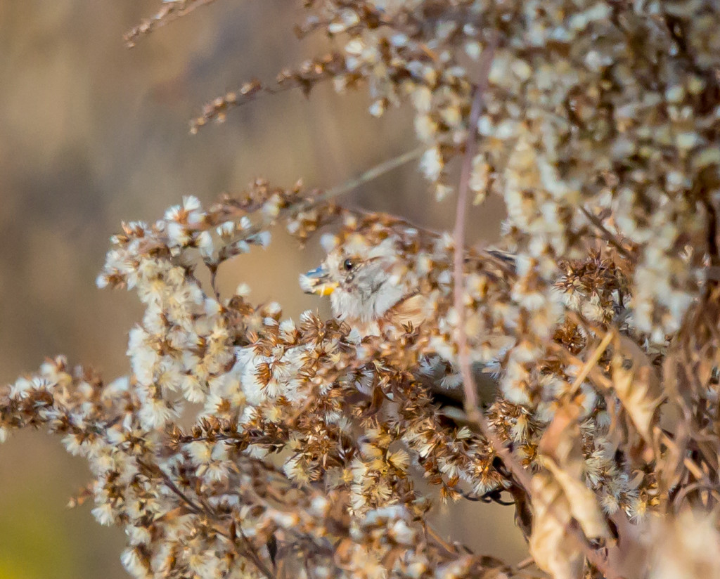 Photo of American Tree Sparrow