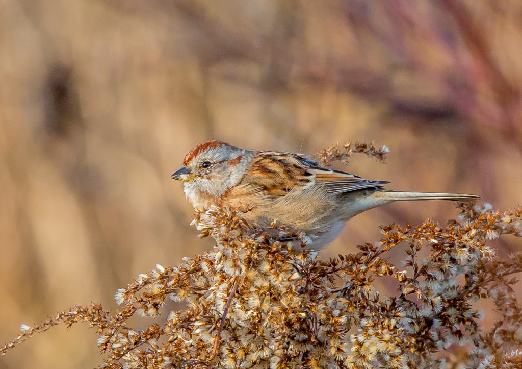 Photo of American Tree Sparrow
