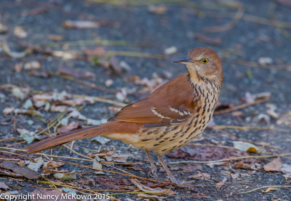 Photo of Brown Thrasher
