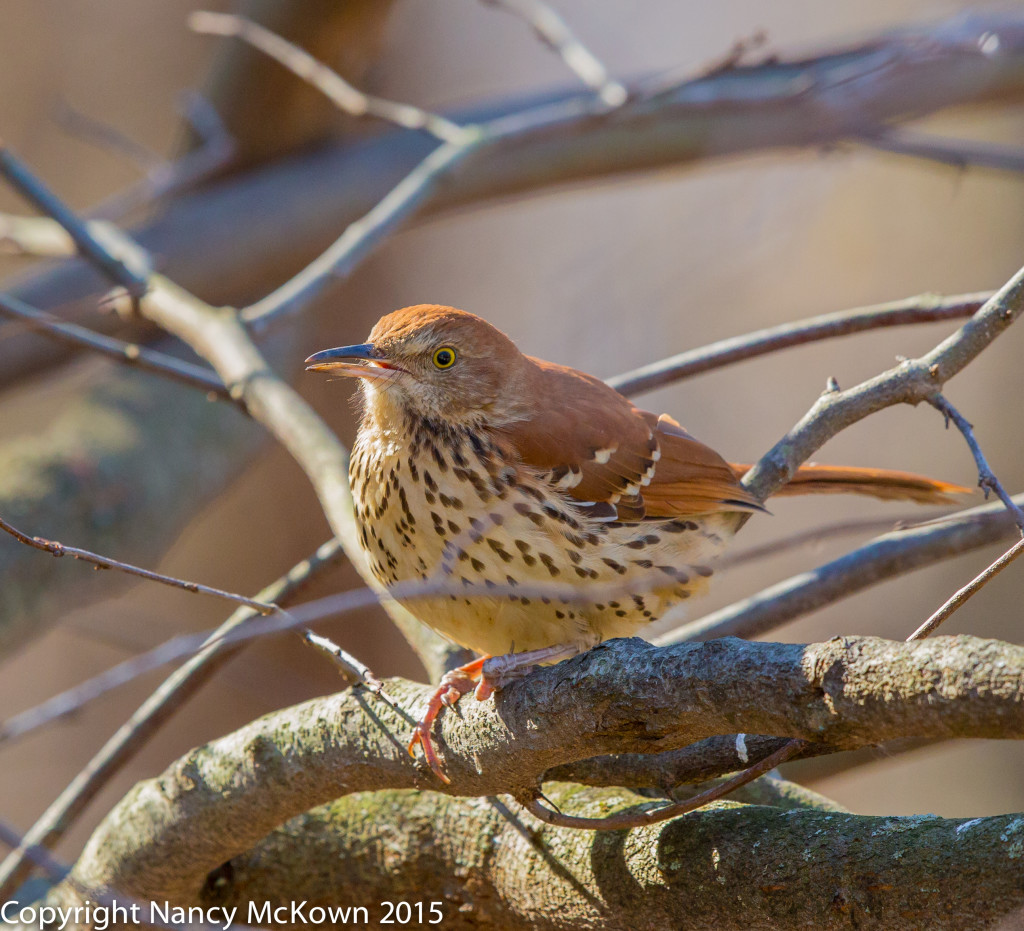 Brown Thrasher