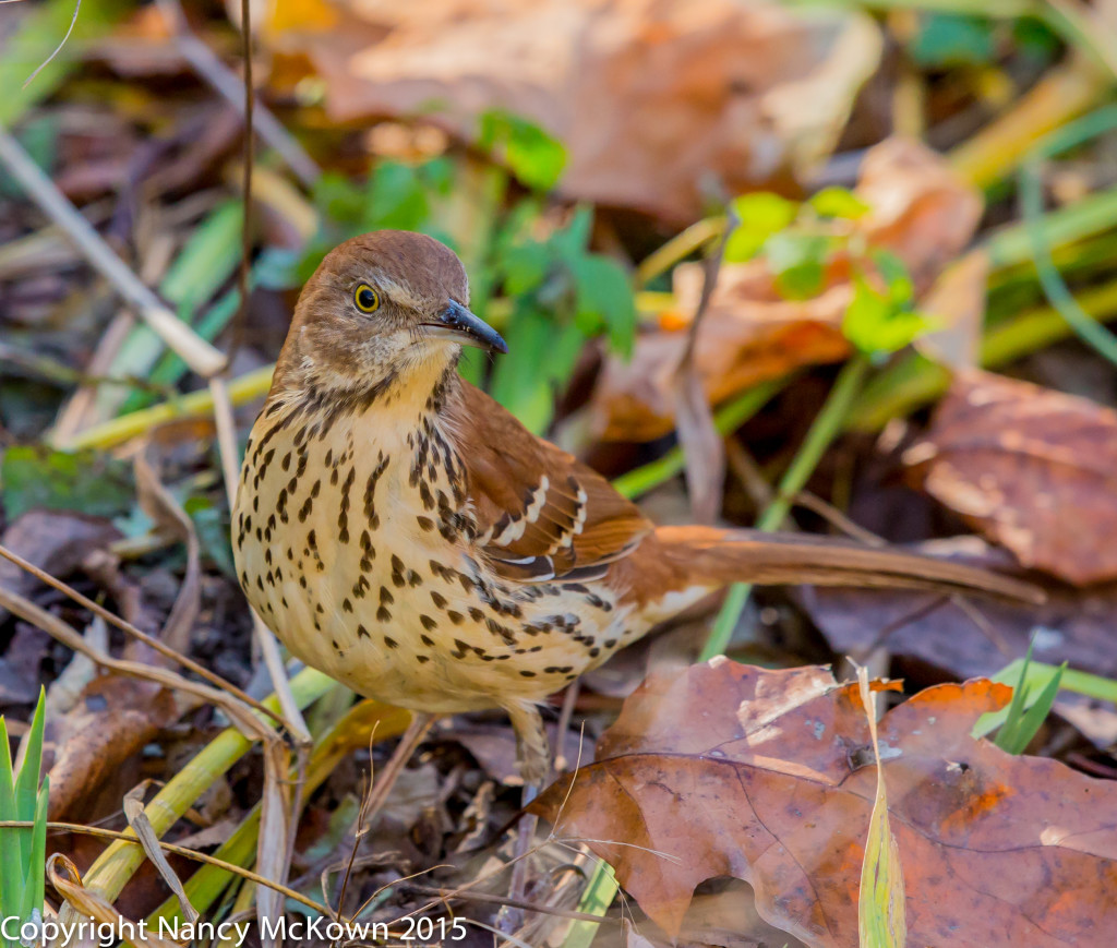 Photo of Brown Thrasher