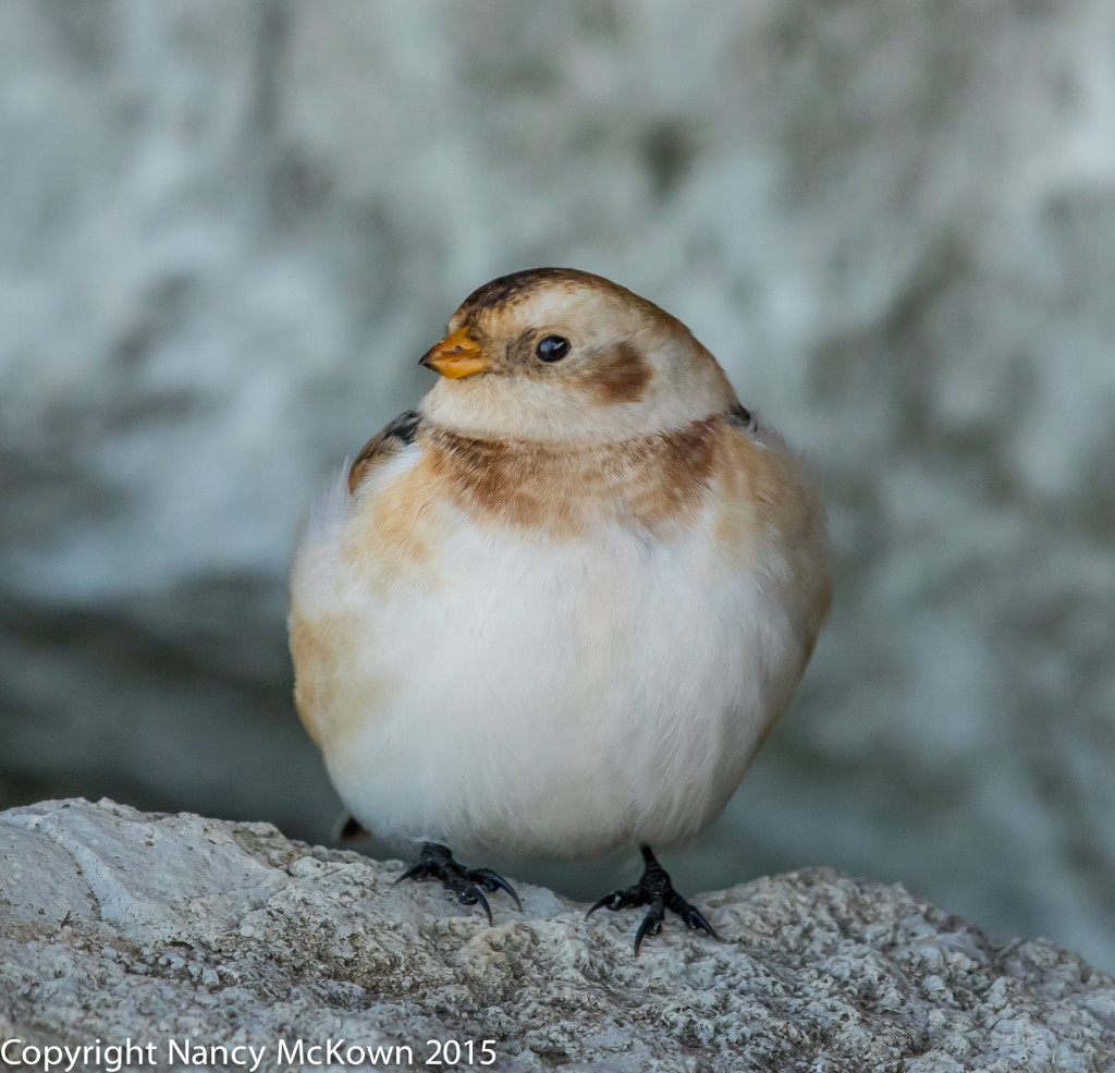 Photo of Snow Bunting